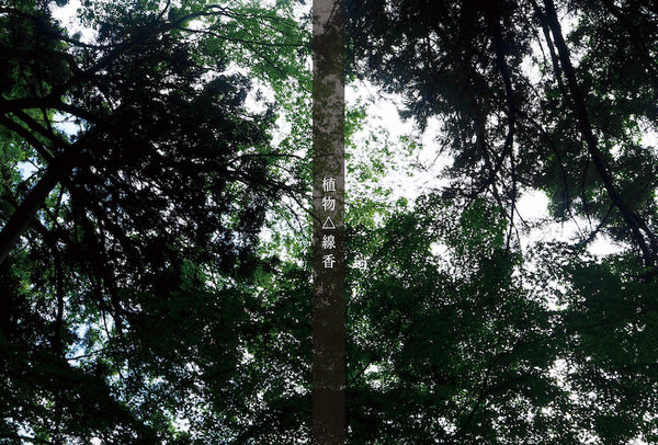 植物△線香 LIMITED